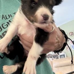 Bebe - Black white and tan female Shetland Sheepdog puppy in New Waterford, Ohio from Georgina's Shetland Sheepdog