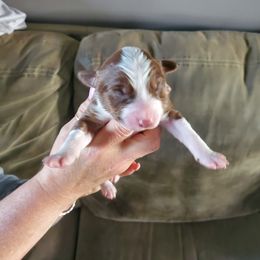 Boy 1 - Red Australian Shepherd puppy in Big Lake, Minnesota from Ninerpacker Aussies