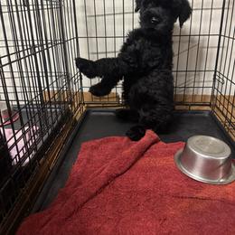 Orange Female - Black female Giant Schnauzer puppy in Pearland, Texas from K & S Schnauzers