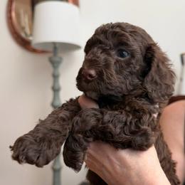 Winston - Brown and white male Cockapoo puppy in Portland, Oregon from Little Luvs Mini Cockapoos