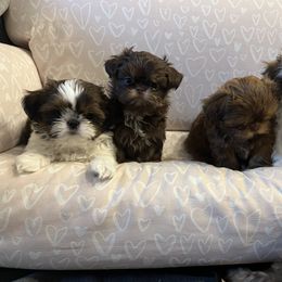 Shih Tzu Puppies from Calta’s Cute Shih Tzus