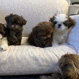 Shih Tzu Puppies from Calta’s Cute Shih Tzus