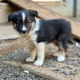 Boy 6 - Tri-color male Border Collie puppy in Oroville, California from Coalcyn Kennels