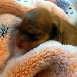 Girl 2 - Red female Dachshund puppy in Weatherford, Texas from Star-Key's Dachshunds