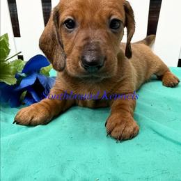Navy - Red male Dachshund puppy in Leoma, Tennessee from Southbound Kennel