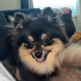 Pomeranians from 918 Pomeranians