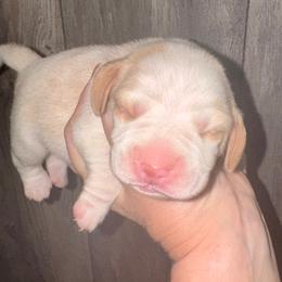 Patches - Red and white male Beagle puppy in Viper, Kentucky from Mountain Top