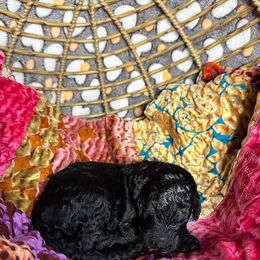 River - Blue Poodle puppy in Philadelphia, Pennsylvania from The Stone’s Poodles