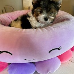 Biewer Terrier, Chinese Crested, and Yorkshire Terrier Puppies from FronkLinn Kennel