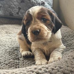 Jessie - Liver white and tan female English Springer Spaniel puppy in Coeur D'alene, Idaho from Springer Hollow
