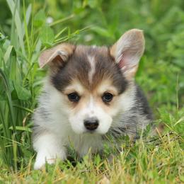 Boy 3 - Black and tan male Pembroke Welsh Corgi puppy in Williams, California from Bear Creek Corgis