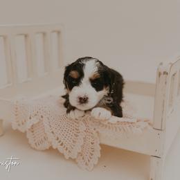 Anniston - Tri-color female Bernedoodle puppy in Wamego, Kansas from Doodles of Oz