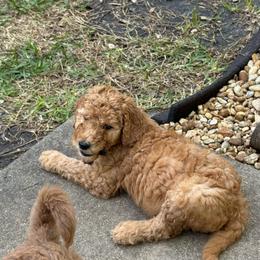 W25 Male Black Collar Spanky - Red  male Goldendoodle puppy in Cape Coral, Florida from GoldenDoodles Cape Coral