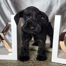 Oreo ( White Collar) - Miniature Schnauzer puppy in Titusville, Florida from Alysha's Grandbabies
