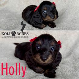 Holly - AKC - Silky - Black and tan female Dachshund puppy in Kemp, Texas from Koli Acres
