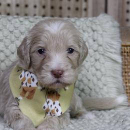 Finn - Apricot male Goldendoodle puppy in Warsaw, Ohio from Lovabledoodles