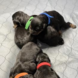 "D litter newborn with collars" Rottweiler Puppies from VHWilliamsRottweilers