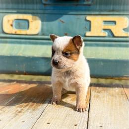 Yellow collar - Red speckled male Australian Cattle Dog puppy in Spokane, Washington from 4D Cattle Dogs