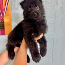 Kraken - Yellow boy - Black male German Shepherd puppy in Oakley, California from Von Guadachi German Shepherds & Audacity Border Collies