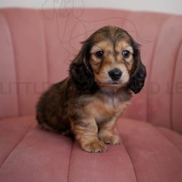 Chanel - Cream female Dachshund puppy in Temecula, California from Naomi Magee's Dachshund Kennel