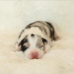 Bling - Blue merle male Australian Shepherd puppy in Leavenworth, Kansas from Silverbrook Australian Shepherds