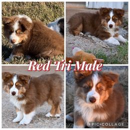 Boy 1 - Red tri-color male Miniature American Shepherd puppy in Cache, Oklahoma from Southern Charm Mini Aussies
