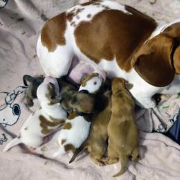 Dachshund All Grown Up from Paulassillydogs