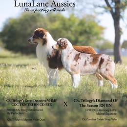 Red tri boy - Red tri-color male Australian Shepherd puppy in Fresno, California from Luna Lane Aussies