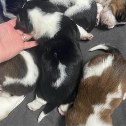 Polly - Black brown and white female Basset Hound puppy in Daleville, Alabama from Home Grown Basset Hounds of Alabama