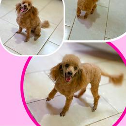Reba - Poodle