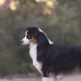 Australian Shepherds from Shoreline Aussies