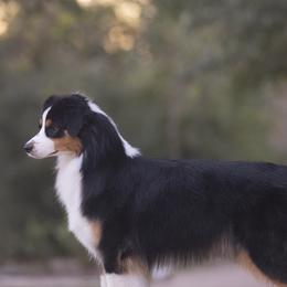 Australian Shepherds from Shoreline Aussies