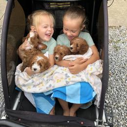 Archie - Apricot male Goldendoodle puppy in Fredericksburg, Ohio from Timshell Farm: Specialty Crossbreed Puppies