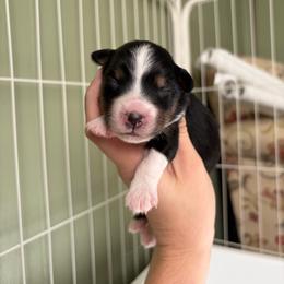 Mallard - Black tri female Miniature American Shepherd puppy in Groesbeck, Texas from Empire Miniature American Shepherds