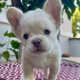 Mellow - Cream male French Bulldog puppy in Peoria, Arizona from A Quality French Bulldogs AZ
