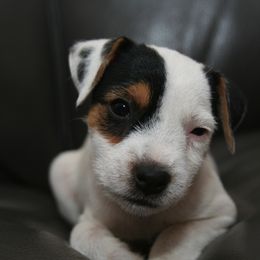 Jack Russell Terrier Puppies from Ground Force Jack Russell Terriers