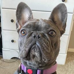 Luna - French Bulldog