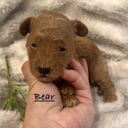 Bear - Red  male Poodle puppy in Traverse City, Michigan from Riyem Wildflower Farms