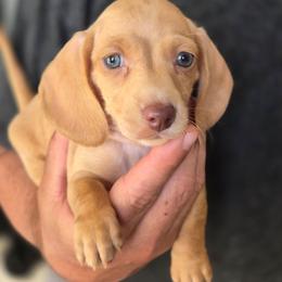 Penelope - Cream female Dachshund puppy in Salem, Oregon from Wonder Weenies