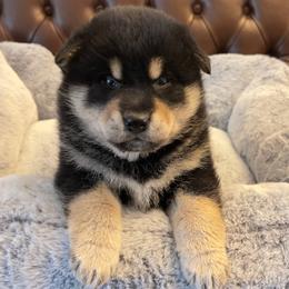Yukiko - Black and tan female Shiba Inu puppy in San Francisco, California from Amber's House