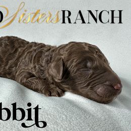 Rabbit - male Newfypoo puppy in Jackson, Missouri from Two Sisters Ranch, LLC