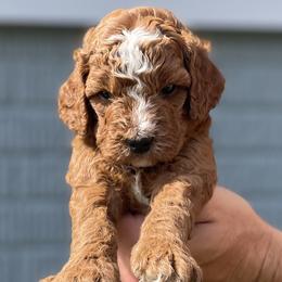 Clark - Red male Cavapoo puppy in Council Bluffs, Iowa from The Doodle Den