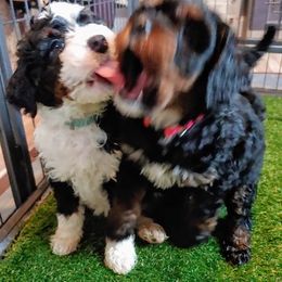 Bernedoodle Puppies from Kiya's Bernedoodles