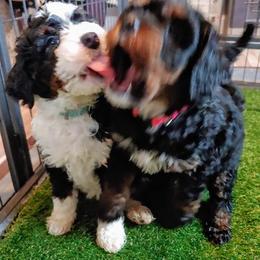 Bernedoodle Puppies from Kiya's Bernedoodles