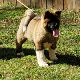 Akita Puppies from Magnolia Akitas