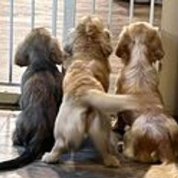 Dachshunds from The Doxie Bar