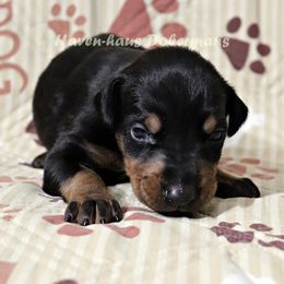 Black Rust Female 282 - Black and rust female Doberman Pinscher puppy in Harmony, North Carolina from Havenhaus Dobermans