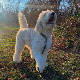 Pablo - Goldendoodle