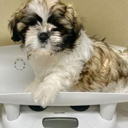 Shih Tzu Puppies from Willow Lane Shih Tzus