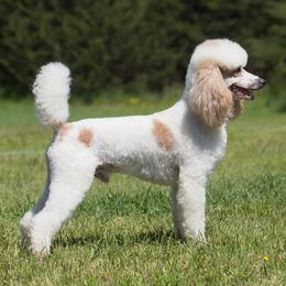 Bailey - Poodle